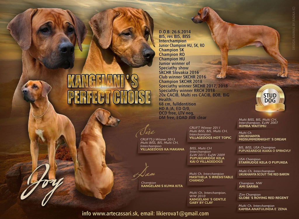 Kangelani's Perfect Choise – Joy plagát
