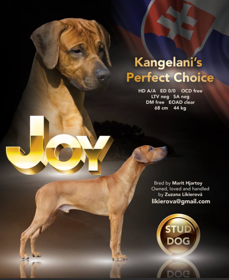 Joy plagát 2