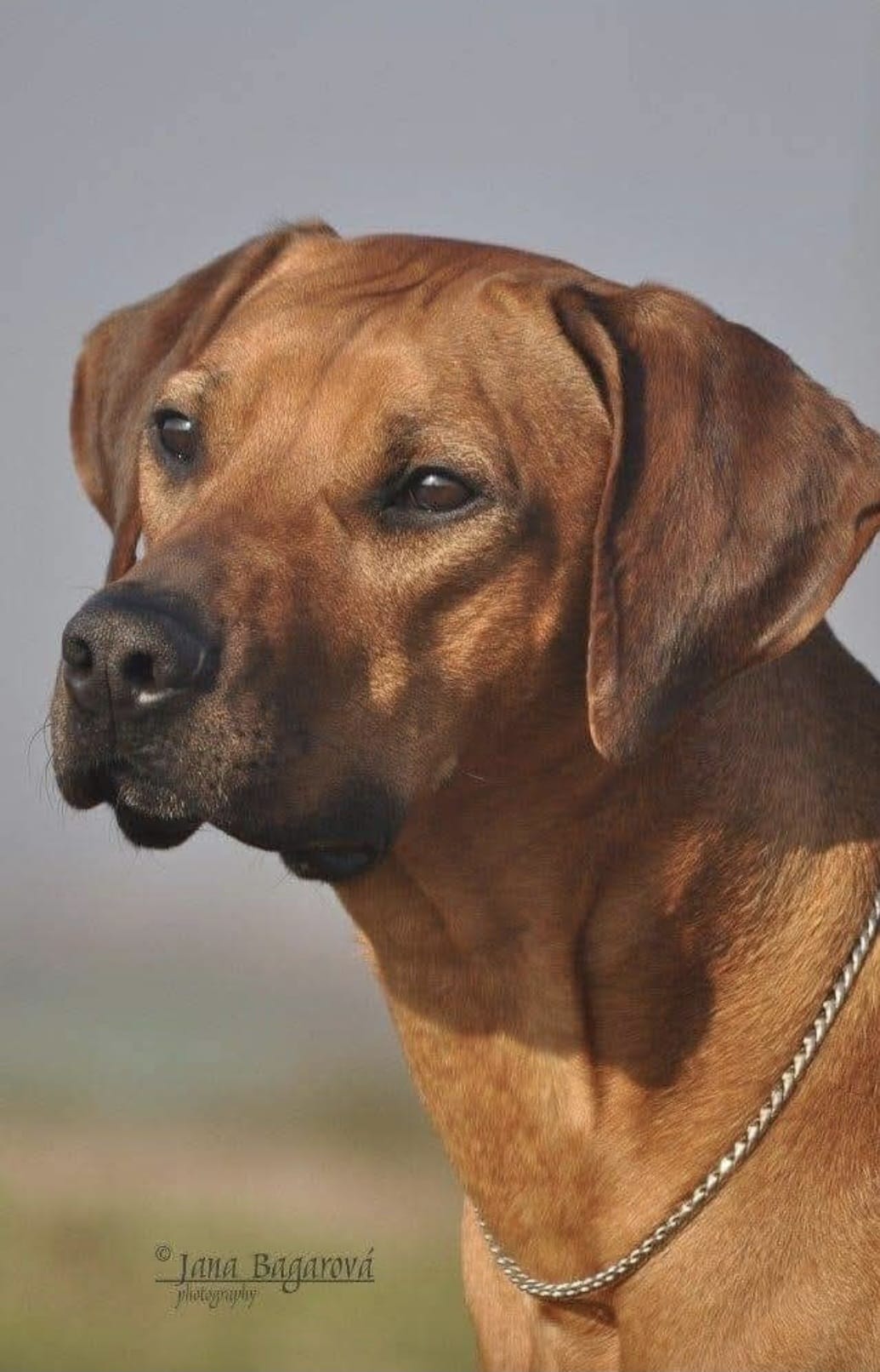 Nasta