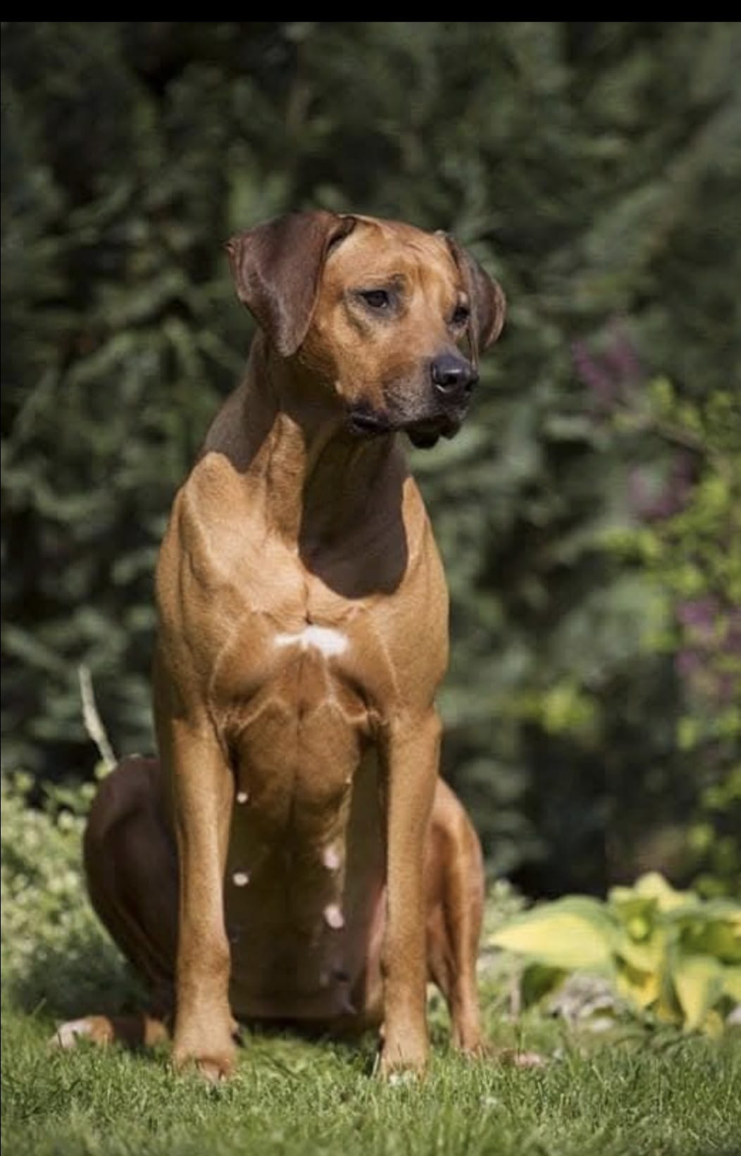 Rhodéský ridgeback z chovateľskej stanice Arte Cassari