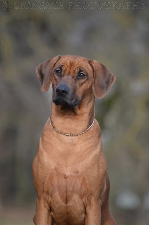 E'Zena 3