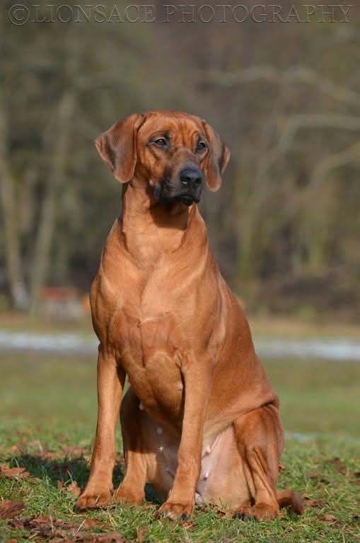 E'Zena 4