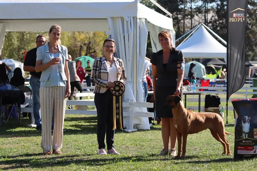 Oceňovanie na výstave v Karlovaci, ridgeback s rozetou