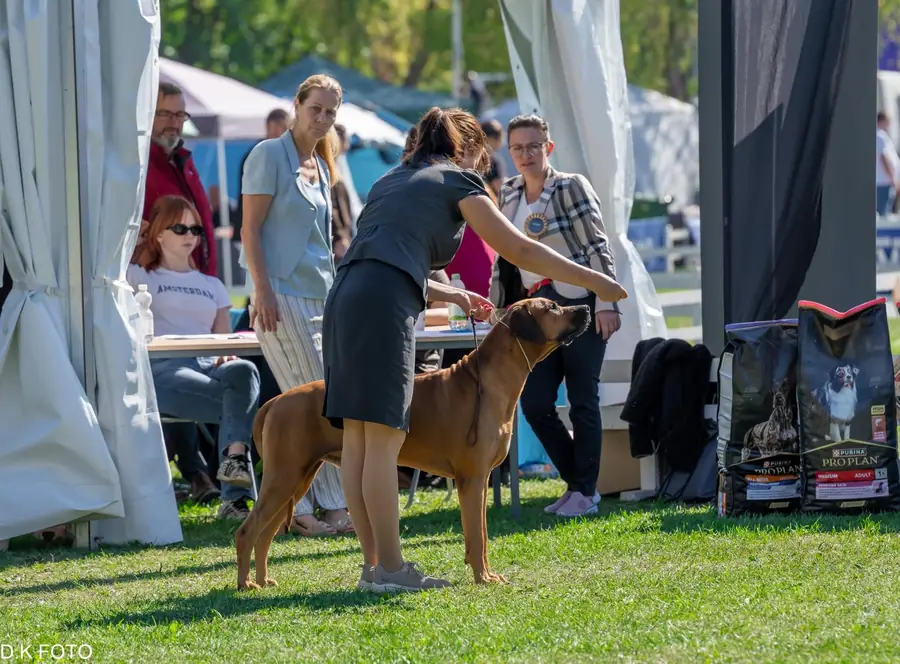 Ridgeback na ringu v Karlovaci
