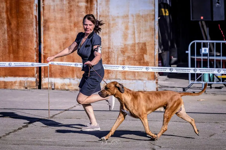 Rhodéský ridgeback Arte Cassari v pohybe na výstave Slavonia Dog Shows 2026