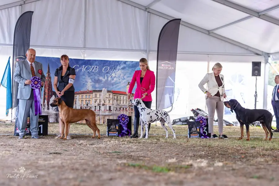 Rhodéský ridgeback Arte Cassari počas hodnotenia na výstave Slavonia Dog Shows 2026