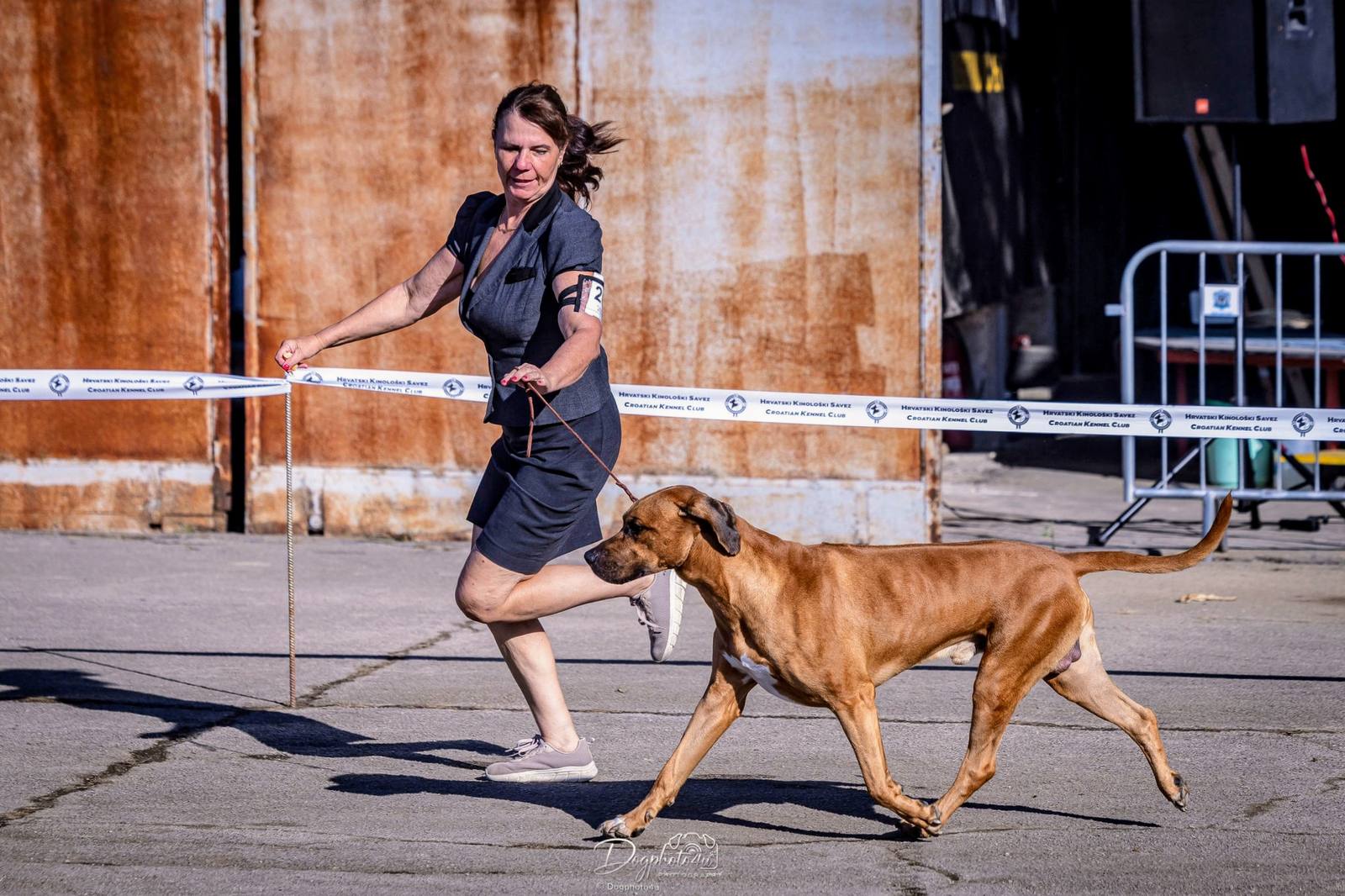 Rhodéský ridgeback Arte Cassari na kruhu, Slavonia Dog Shows 2026