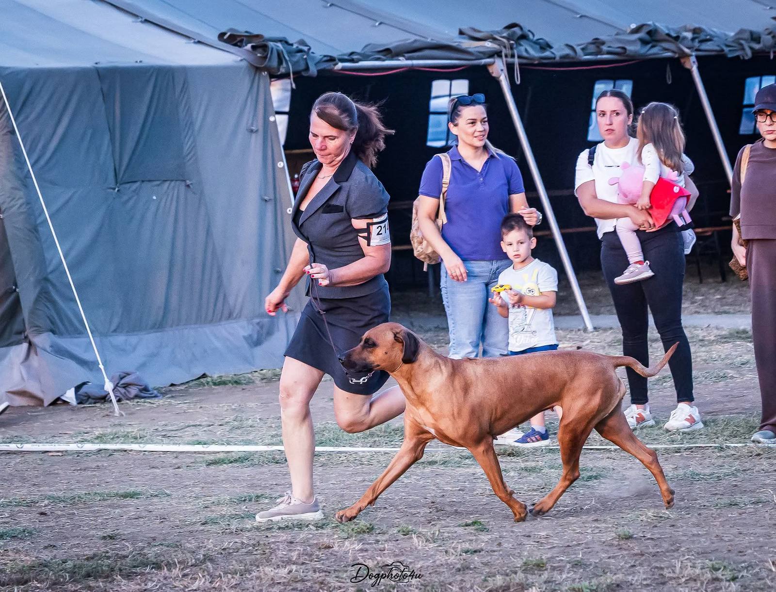 Rhodéský ridgeback Arte Cassari s rozhodcom na výstave Slavonia Dog Shows 2026