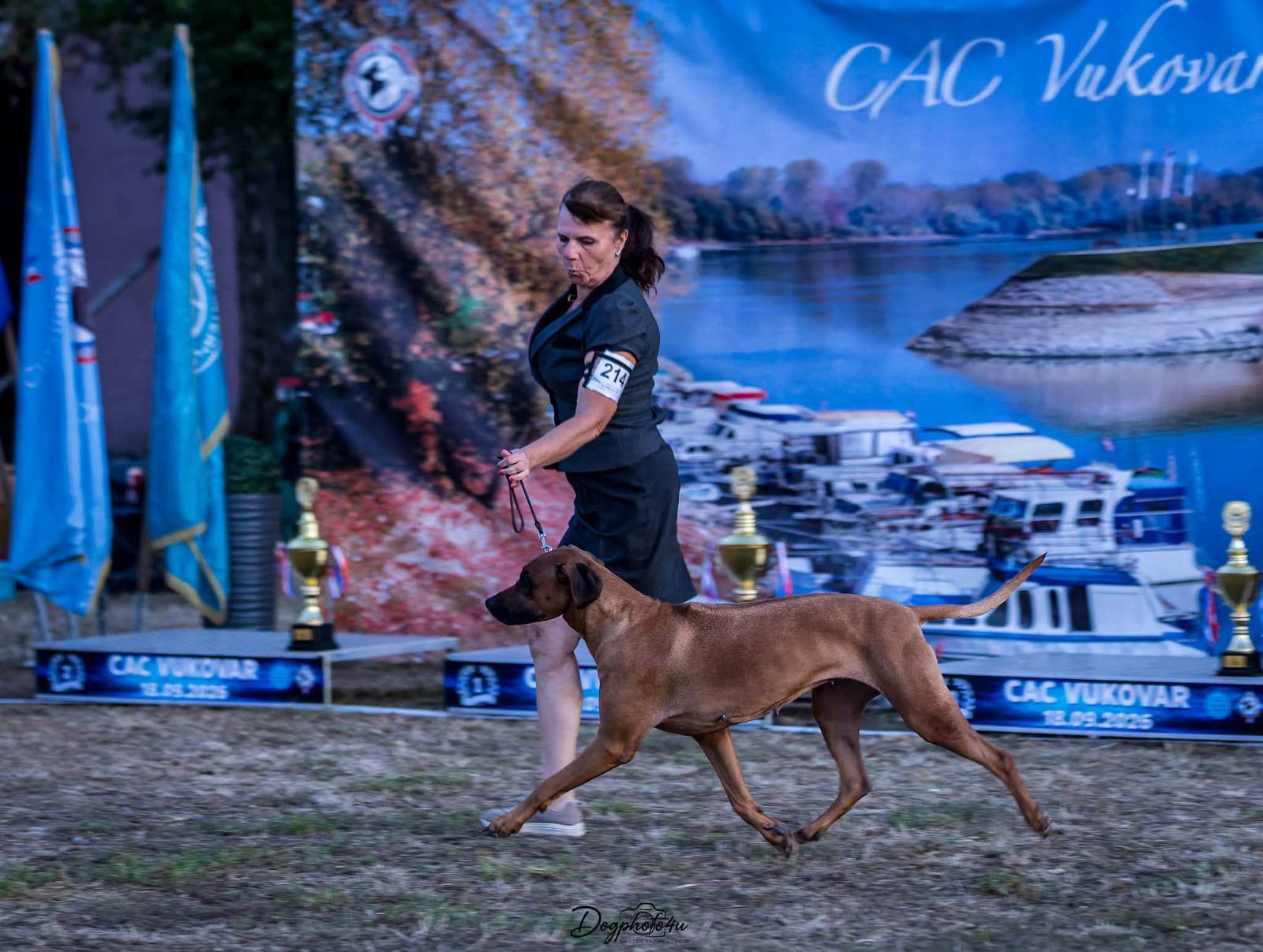 Rhodéský ridgeback Arte Cassari v pohybe, CAC Vukovar 2026