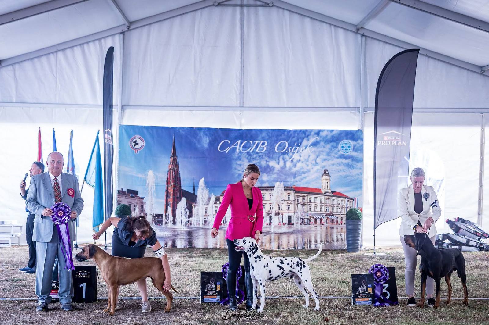 Rhodéský ridgeback Arte Cassari na výstave Slavonia Dog Shows 2026, Chorvátsko