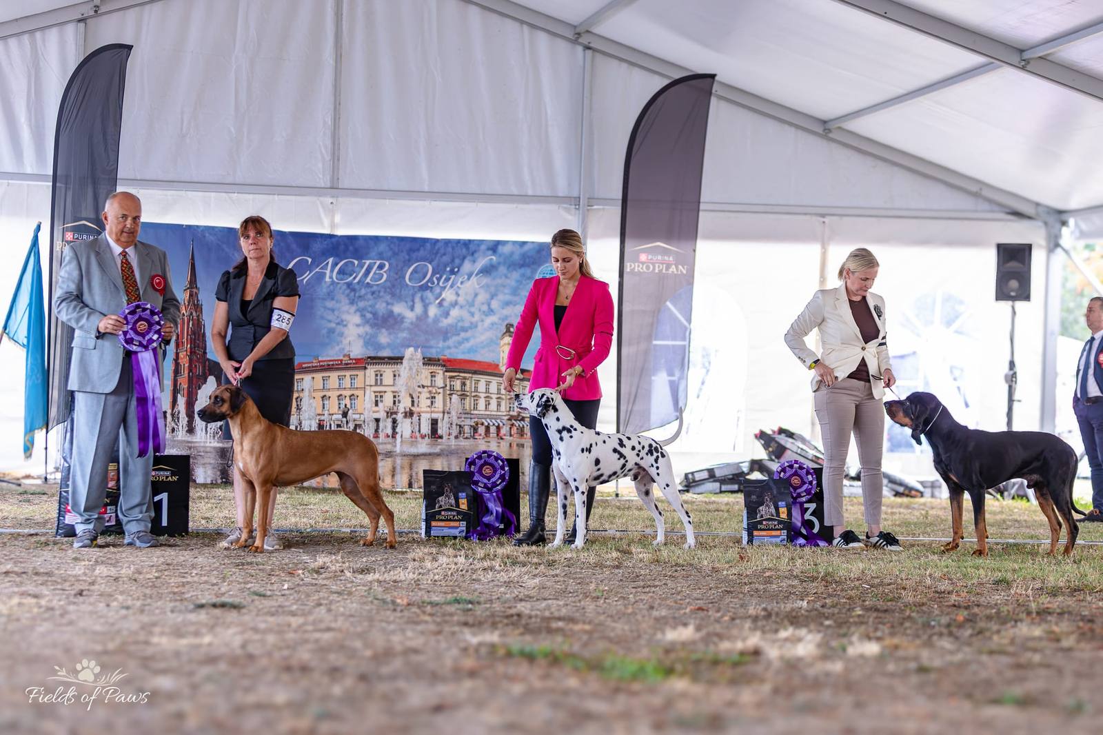 Rhodéský ridgeback Arte Cassari počas hodnotenia na výstave Slavonia Dog Shows 2026