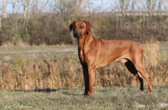 Kangelani's Sadiki by Red