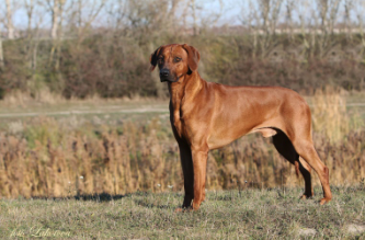 Kangelani's Sadiki by Red