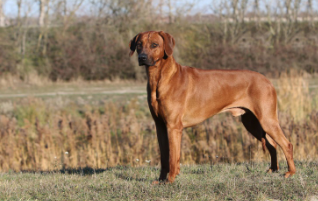 Kangelani's Sadiki by Red